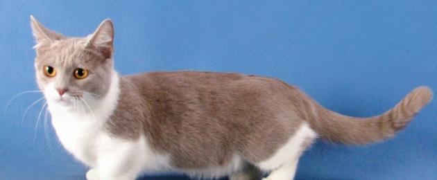 Кошки редких пород: название и описание. Самые редкие породы кошек в мире